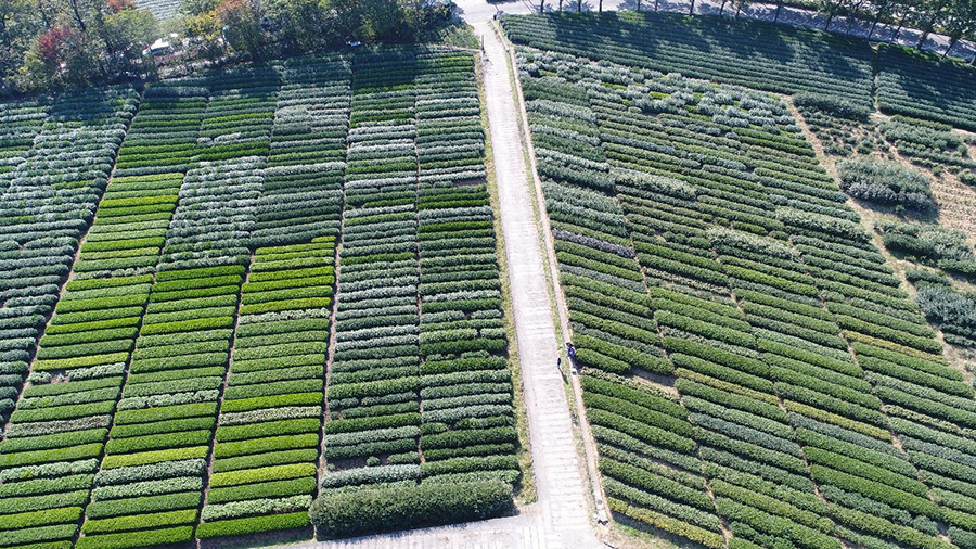 杭州茶葉綜合試驗基地4.jpg