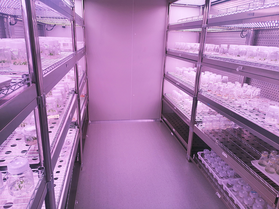 茶樹生物育種實驗室1.jpg