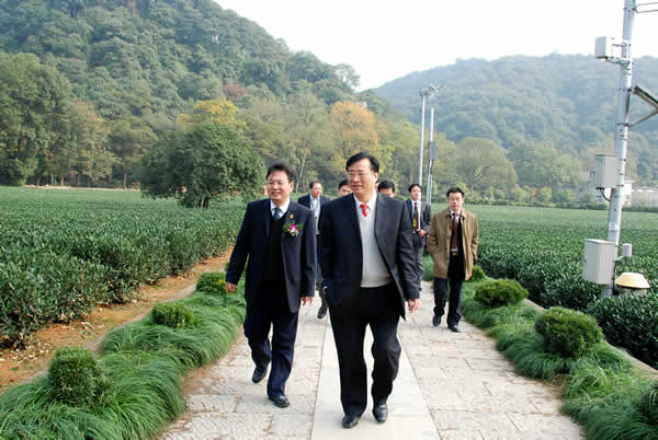 參觀龍井43試驗(yàn)茶園