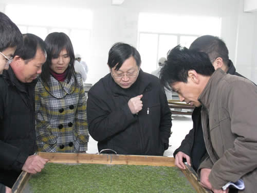 江副所長考察綠毫茶廠