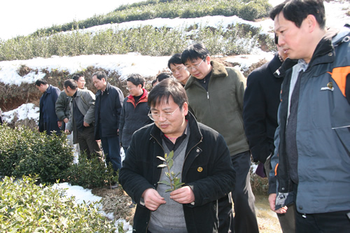 楊亞軍所長，陳直書記與專家一道，深入茶園，考察災情