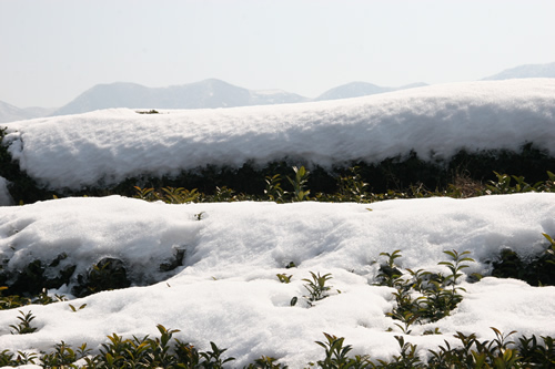 雪層如絮，短時難以消融